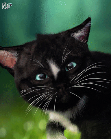 Cats Easter GIF