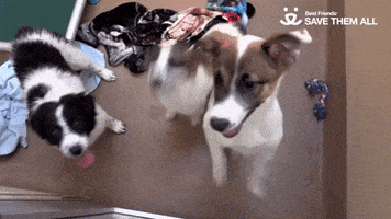 happy best friends GIF by Best Friends Animal Society
