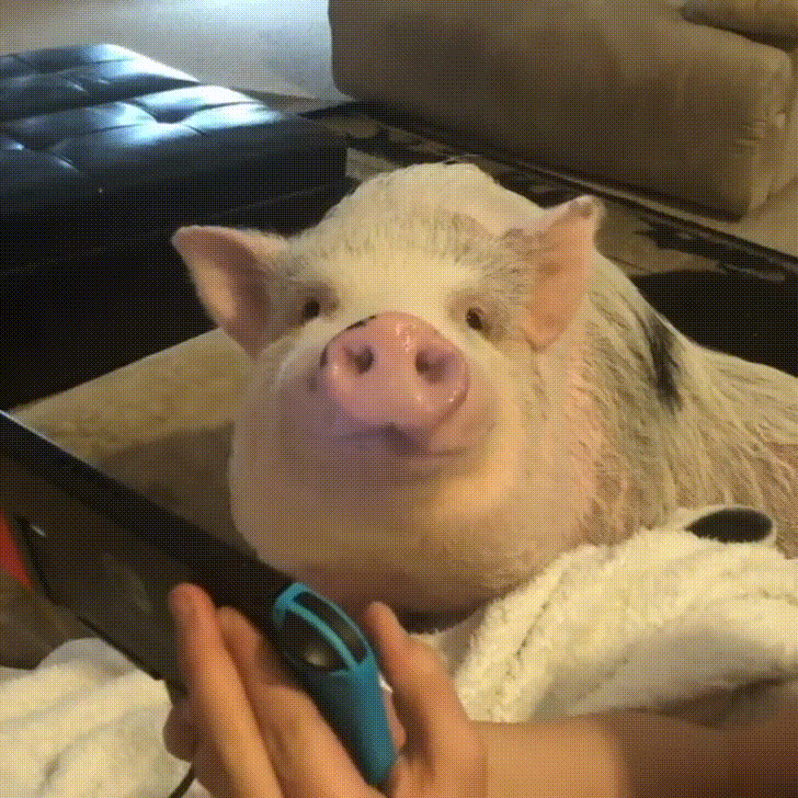 selfie pig GIF