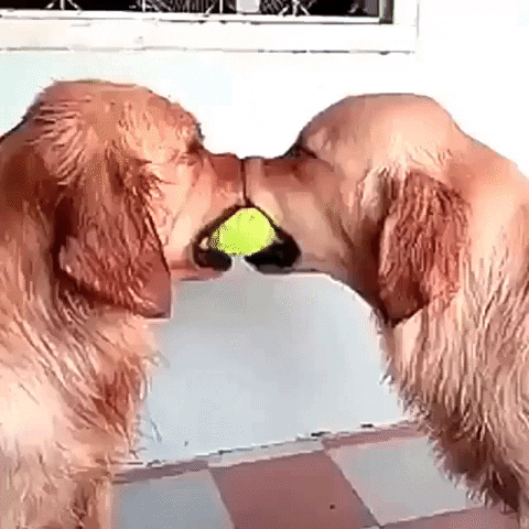 Video gif. Two golden retriever dogs hold a tennis ball in their mouths between them in a intense and steadfast stand off. Two more golden retrievers push their way into the scene as one lays its head on top of the snouts of the other two dogs like, "What do we do now?" Everybody wants the ball and can't have it. 