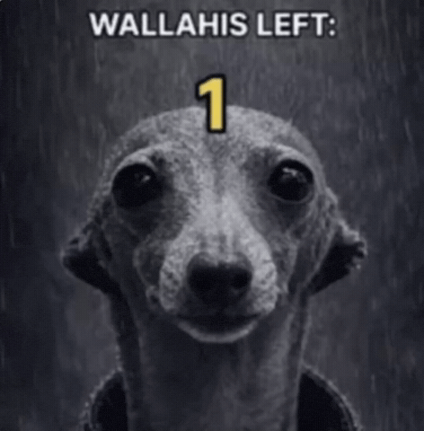Wallahi GIF