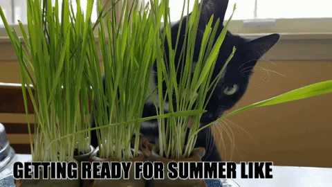 Getting Ready For Summer Gifs Get The Best Gif On Giphy