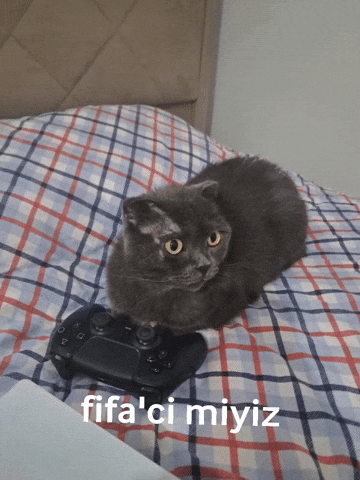 Fifaci Miyiz GIF