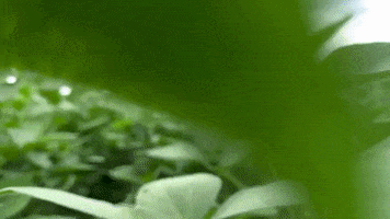 ZBiotec GIF