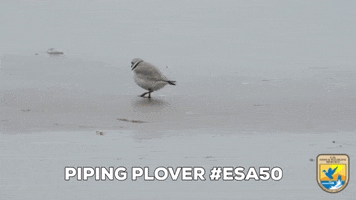 Beach Eating GIF by U.S. Fish and Wildlife Service