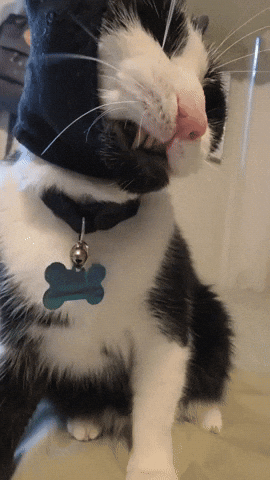 Grill Thugcat GIF
