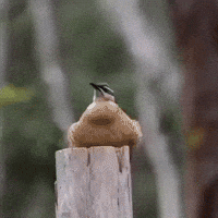 CANÁRIO DA MATA - VOCÊ CONHECE?