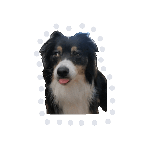Sheinspired Sticker