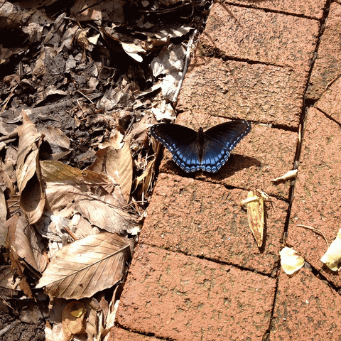 hoosierslim red-spotted purple limenitis arthemis GIF