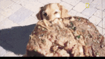 Funny Dogs GIF by Nat Geo Wild