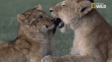 National Geographic Big Cat Week GIF by Nat Geo Wild