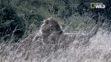 african cats big cat week GIF by Nat Geo Wild 