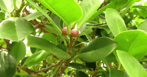genus ficus meaning, definitions, synonyms