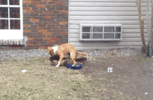 SKYNET dog GIF