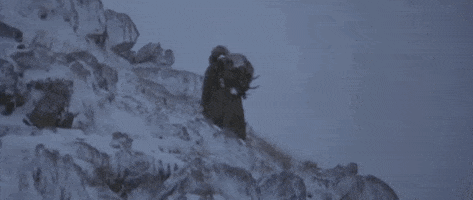 200.gif?cid=fc005b08afa472b3d5bfc1c867a5e7d5b5a5fe918da5ec06&rid=200.gif&ct=g