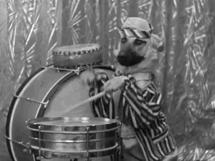 Warner Archive dog black and white drummer short GIF
