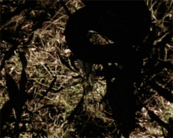 snake python GIF by Rockbadger Productions
