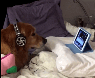 Dog Puppy GIF by Product Hunt - Find & Share on GIPHY