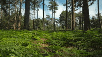 Forest Perfect Loop GIF by Living Stills