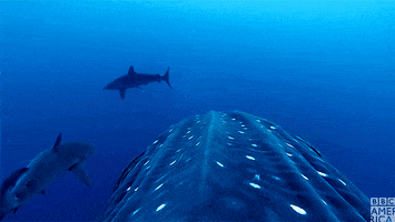 blue planet shark GIF by BBC America