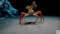pics Japanese Spider Crab Gif spider crab gifs get the best gif on