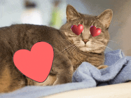 Photo gif. Heart emojis throb over the eyes of a cute tabby cat lying on a blue towel as a beating pink heart over its chest bursts open and says, “I love you.”
