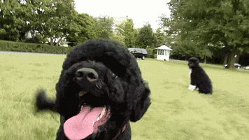 White House Dogs GIF by Obama