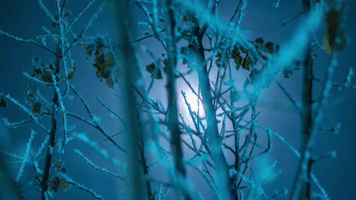 DmitryBo winter GIF