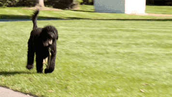 white house dogs GIF by Obama