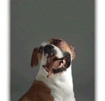 philammann  GIF