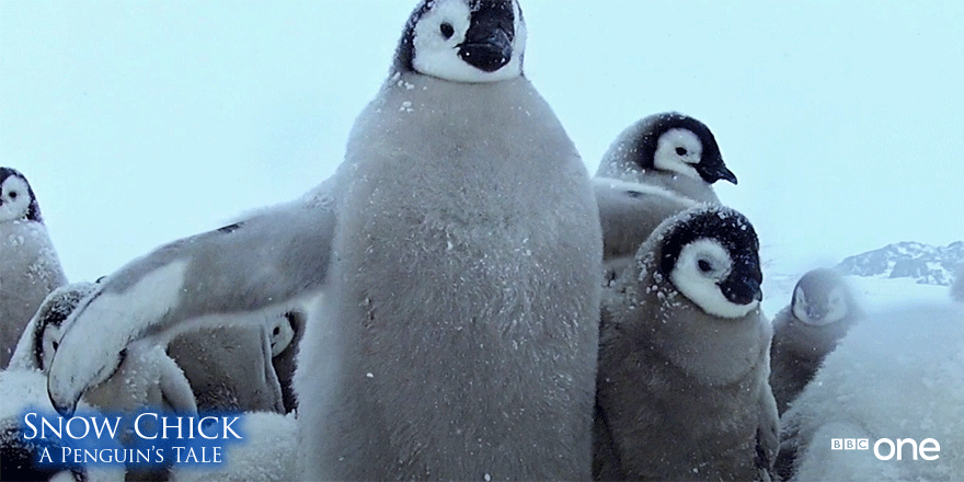 c One Penguin Gif By c Find Share On Giphy