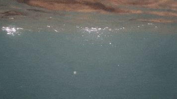 fisking fish fishing trout Brown trout GIF