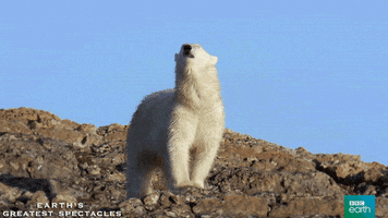 Polar Bear Bird GIF by BBC Earth