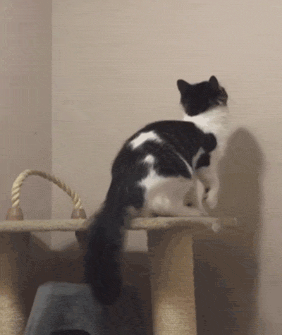 Cat Lol GIF by America's Funniest Home Videos