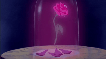 beauty and the beast rose GIF