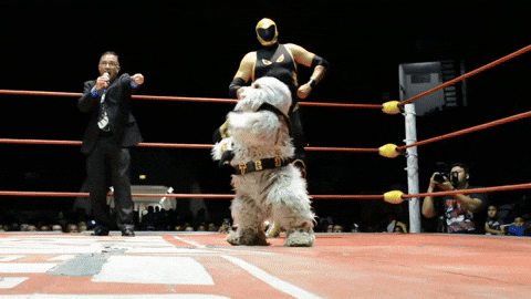 Furry Luchador GIF by MANGOTEETH - Find & Share on GIPHY
