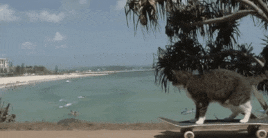 cat beach GIF by Product Hunt