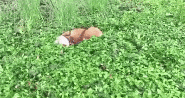 200.gif?cid=fc005b08b7c2b4839e42e6b30c396029aeaf7a88157bdd61&rid=200.gif&ct=g