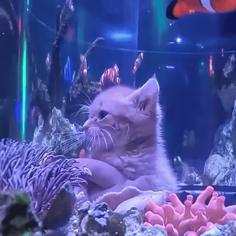 Baby Animals Cat GIF