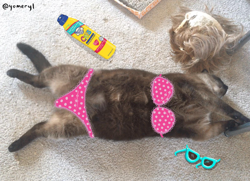 Sunbathing Fat Cat GIF by YoMeryl Find & Share on GIPHY
