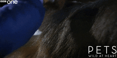 grooming bbc one GIF by BBC