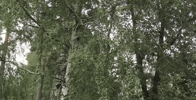 flying slow motion GIF by Angry Birds