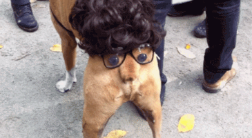 Tort  GIF