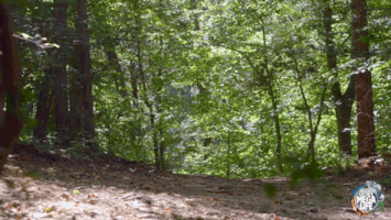 200.gif?cid=fc005b08ab6289b239b2bb078123a832a0754575db542f3a&rid=200.gif&ct=g