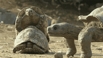 make love tortoises GIF by ThirteenWNET