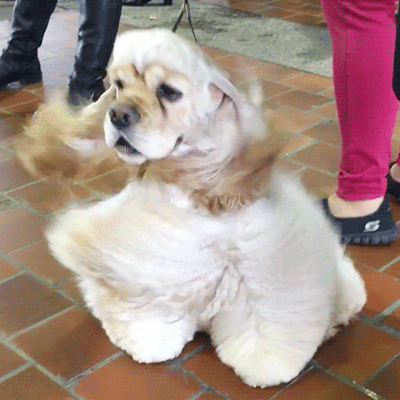 Dog GIF by Westminster Kennel Club - Find & Share on GIPHY