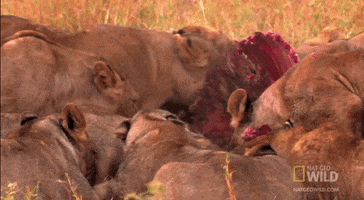 hungry lions GIF by Nat Geo Wild 