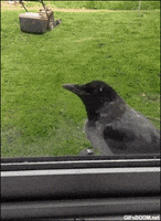 cats scare GIF by Cheezburger