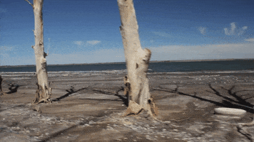 pabloabate epecuen carhue buenos aires GIF