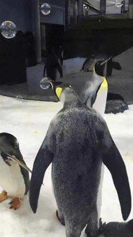 adorable penguin GIF